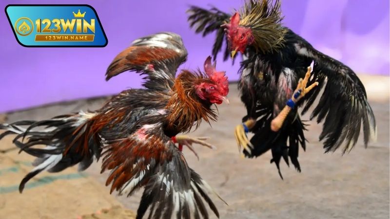 Cá cược đá gà – Trải nghiệm đỉnh cao giữa kỹ năng, may mắn 7 Cá cược đá gà là gì