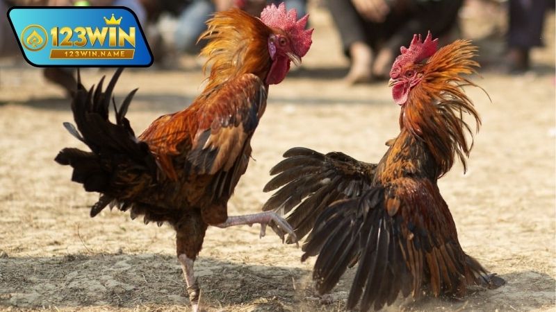 Cá cược gà chọi – Trải nghiệm kịch tính và chọn kèo đỉnh cao 4 Cá cược gà chọi là gì