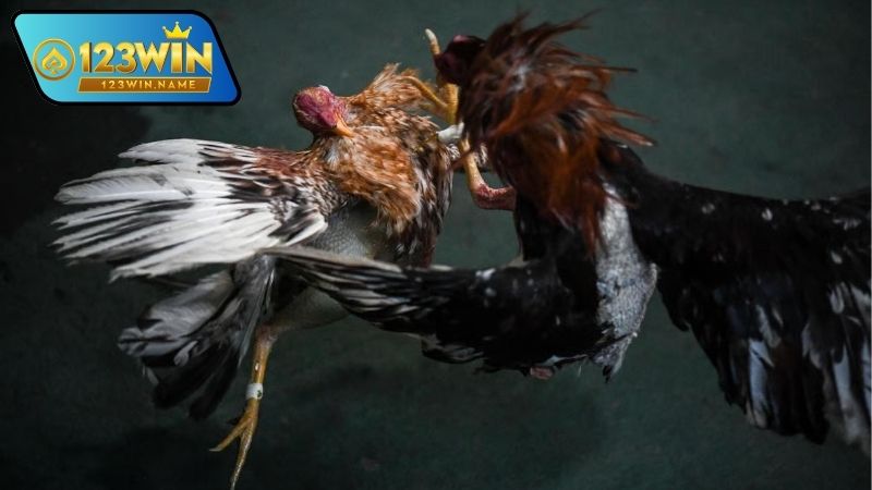 Đá gà live – Trải nghiệm trực tiếp, kịch tính và chân thực 2 Đá gà live là gì