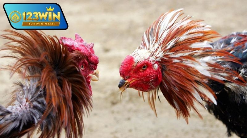 Gà chọi đấu trường – Đỉnh cao của nghệ thuật huấn luyện gà đá 9 Gà chọi đấu trường là gì