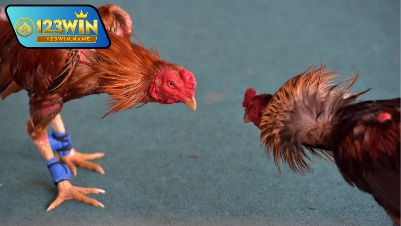 Gà chọi thần thánh là gì