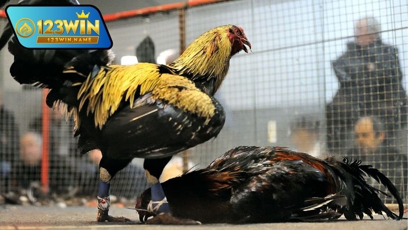 Gà chọi Viet – Nghệ thuật chọn giống, huấn luyện 10 Gà chọi Viet là gì