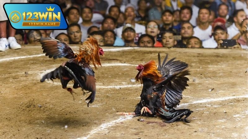 Gà đá chiến thắng – Bí quyết tạo nên những chiến kê bất bại 1 Gà đá chiến thắng là gì