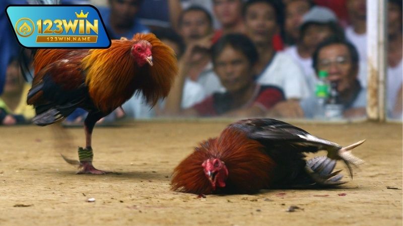 Gà đá cựa sắt – Tốc độ, uy lực và đỉnh cao của chọi gà 5 Gà đá cựa sắt là gì