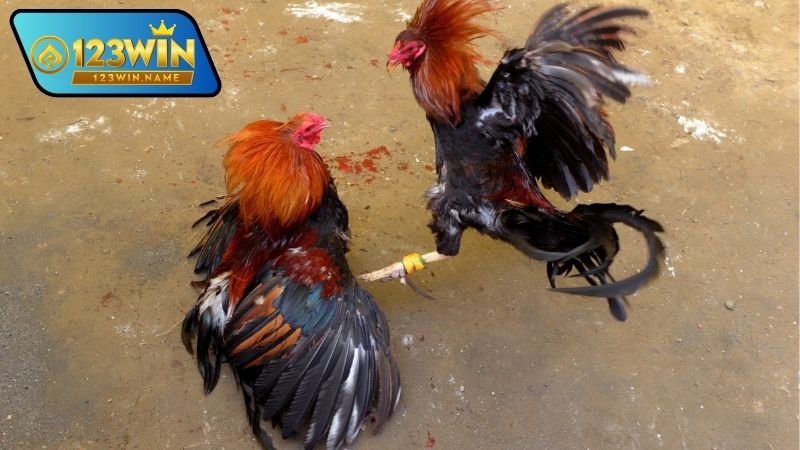 Gà đá nạp thẻ là gì