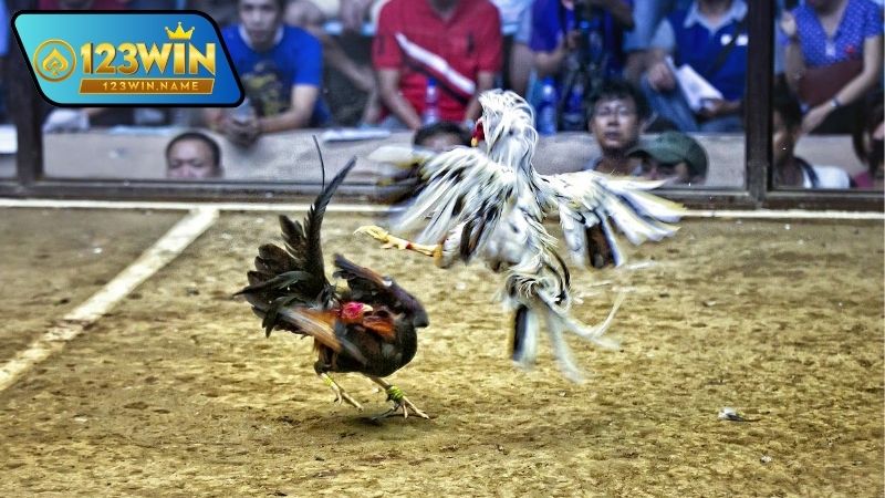 Gà đá Thomo – Thế giới đỉnh cao của những trận chiến kê 3 Gà đá Thomo là gì