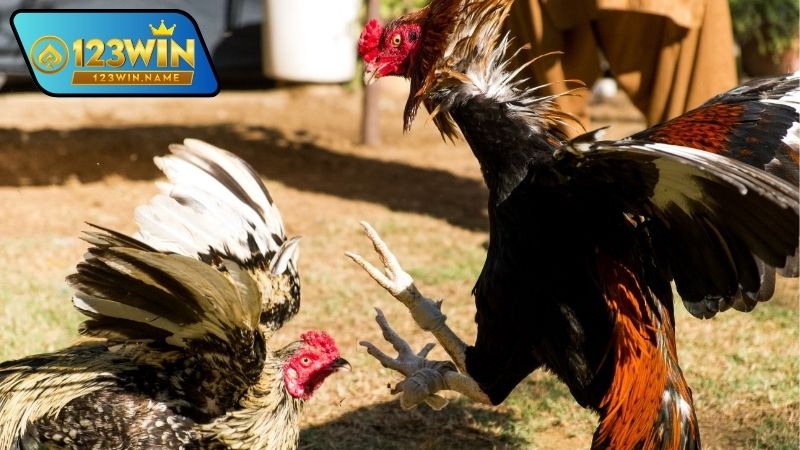 Gà đá vương giả là gì