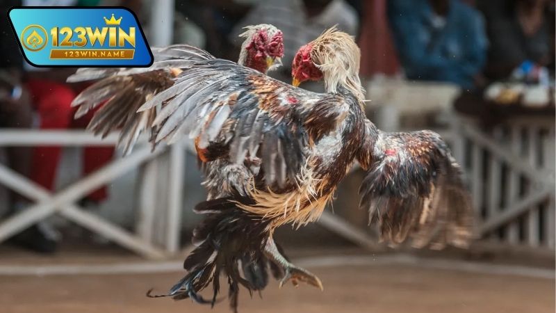 Xem đá gà online – Trải nghiệm kịch tính mọi lúc, mọi nơi 8 Xem đá gà online là gì